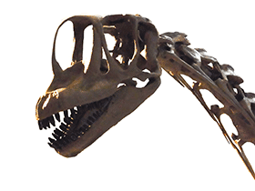 Schädel des Europasaurus / Kumiko. Bearbeitet durch Dinodata.de. Creative Commons ShareAlike 2.0 Generic (CC BY-SA 2.0)