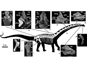 Fossilien des Futalognkosaurus / Calvo et al. Creative Commons NonCommercial International 4.0 (CC BY-NC 4.0)