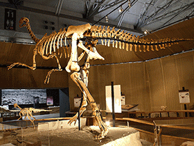 Skelett des Gigantoraptor / Kabacchi. Creative Commons 2.0 Generic (CC BY 2.0)