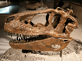 Schädel des Gorgosaurus / Kabacchi. Creative Commons 2.0 Generic (CC BY 2.0)