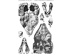 Fossilien des Goyocephale / Perle et al. Creative Commons 4.0 International (CC BY 4.0)