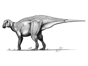 Gryposaurus / John Conway. Creative Commons NonCommercial-NoDerivs 3.0 Unported (CC BY-NC-ND 3.0)