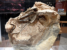 Fossil des Guanlong / Kabacchi. Creative Commons 2.0 Generic (CC BY 2.0)