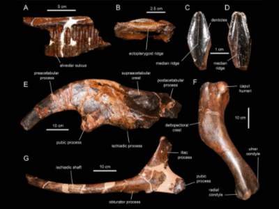 Fossilien / © Prieto-Márquez​ et al.