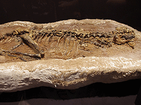 Fossil des Haplocheirus / Tomoaki Inaba. Bearbeitet durch Dinodata.de. 