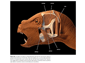 Kiefer-Adduktorenmuskulatur des Heterodontosaurus / Paul Sereno. Creative Commons 4.0 International (CC BY 4.0)