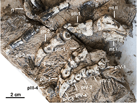 Fossilien des 
Hualianceratops
 / Han et al. Creative Commons 4.0 International (CC BY 4.0)
