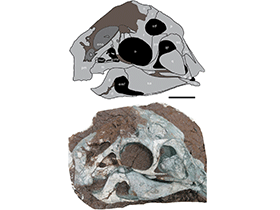 Schädel des Huanansaurus / Lü et al. Creative Commons 4.0 International (CC BY 4.0)