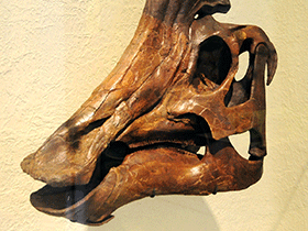 Schädel des Hypacrosaurus / Vince Smith. Creative Commons 2.0 Generic (CC BY 2.0)