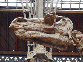 Schädel des Iguanodon / Michał Włodarczyk. Creative Commons NonCommercial-ShareAlike 2.0 Generic (CC BY-NC-SA 2.0)
