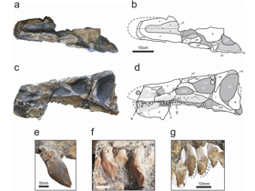 Holotyp des Isaberrysaurua / Salgado et al. Creative Commons 4.0 International (CC BY 4.0)