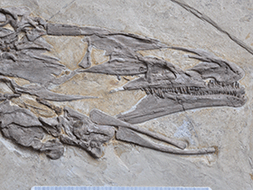 Schädel des Jianchangosaurus / Pu et al. Creative Commons 4.0 International (CC BY 4.0)