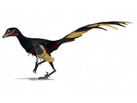 Jinfengopteryx / © Matt Martyniuk. Verwendet mit freundlicher Genehmigung des Autors.