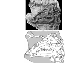 Holotyp des Jinzhousaurus / Barrett et al. Creative Commons 4.0 International (CC BY 4.0)