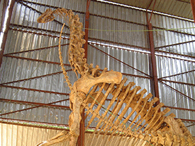 Skelett des Jobaria / Felix Krohn. Creative Commons NonCommercial-ShareAlike 2.0 Generic (CC BY-NC-SA 2.0)
