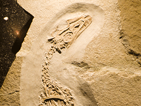 Fossil des Juravenator / SQFP Info. Creative Commons ShareAlike 2.0 Generic (CC BY-SA 2.0)