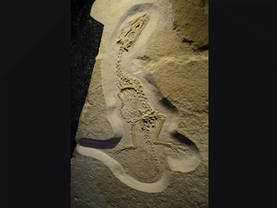 Fossil des Juravenator / © Markus Wollny