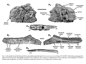 Holotyp des Kelmayisaurus / Brusatte et al. Creative Commons 4.0 International (CC BY 4.0)