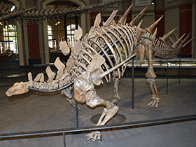 Skelett des Kentrosaurus / © Uwe Jelting. Creative Commons 4.0 International (CC BY 4.0)