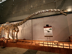 Rekonstruiertes Skelett des Klamelisaurus / Kabacchi. Creative Commons 2.0 Generic (CC BY 2.0)