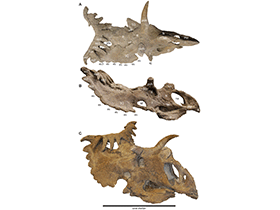 Holotyp des Kosmoceratops / Sampson et al. Creative Commons 4.0 International (CC BY 4.0)