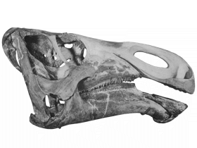 Holotyp des Kritosaurus / Bild ist gemeinfrei (public domain)