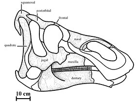Schädelrekonstruktion des Kundurosaurus / Godefroit et al. Creative Commons 4.0 International (CC BY 4.0)