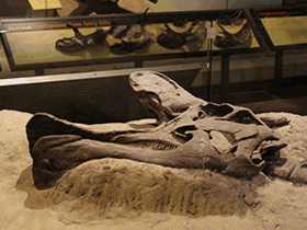 Schädel des Lambeosaurus / Dallas Krentzel. Creative Commons 2.0 Generic (CC BY 2.0)
