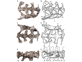 Kreuzbeinwirbel des Leonerasaurus /  Pol et al. Creative Commons 4.0 International (CC BY 4.0)