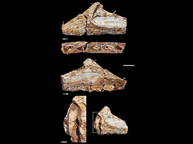 Kieferfragment des Lepidus / Nesbitt & Ezcurra. Creative Commons 4.0 International (CC BY 4.0)