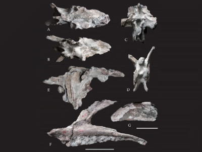 Schädelelemente / © Li et al.