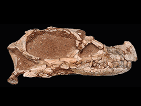 Schädel des Leyesaurus / Apaldetti et al. Creative Commons 4.0 International (CC BY 4.0)