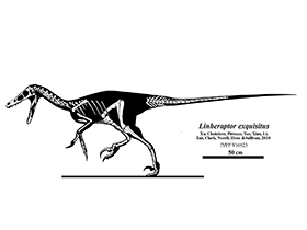Skelettzeichnung des Linheraptor / Jaime A. Headden. Creative Commons NoDerivs 3.0 Unported (CC BY-ND 3.0)
