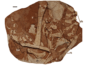 Holotyp des Linhevenator / Xu et al. Creative Commons 4.0 International (CC BY 4.0)