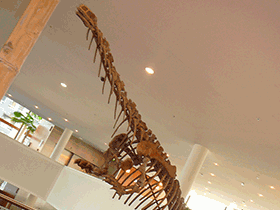 Skelett des Lufengosaurus / Crossroads. Creative Commons NonCommercial-NoDerivs 2.0 Generic (CC BY-NC-ND 2.0)