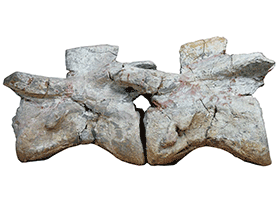 Wirbel des Lufengosaurus /  Xing et al. Creative Commons 4.0 International (CC BY 4.0)