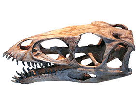 Schädel des Masiakasaurus / James St. John. Creative Commons 2.0 Generic (CC BY 2.0)
