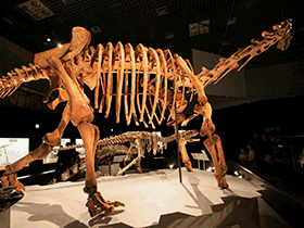 Skelett des Maxakalisaurus / Kabacchi. Creative Commons 2.0 Generic (CC BY 2.0)