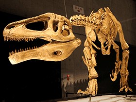 rekonstruiertes Skelett des Megaraptor / Kabacchi. Creative Commons 2.0 Generic (CC BY 2.0)