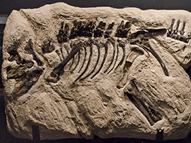 Fossil eines juvenilen Montanoceratops / Tim Evanson. Creative Commons 2.0 Generic (CC BY 2.0)