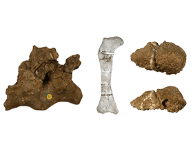 Fossilien des Magyarosaurus / Csiki-Sava et al. Creative Commons 4.0 International (CC BY 4.0)