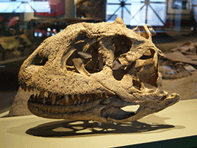 Schädel des Majungasaurus / Dallas Krentzel. Creative Commons 2.0 Generic (CC BY 2.0)