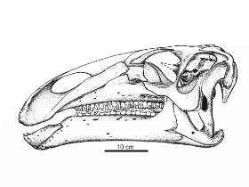 Schädel des Mantellisaurus / David B. Norman. Creative Commons 4.0 International (CC BY 4.0)