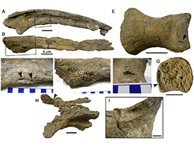 Fossilien des Mapusaurus / Bell & Coria. Creative Commons 4.0 International (CC BY 4.0)