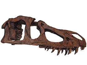 Schädel des Marshosaurus / James St. John (bearbeitet durch Dinodata.de). Creative Commons 2.0 Generic (CC BY 2.0)