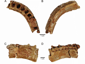Kiefer des Maxakalisaurus / Franca et al. 