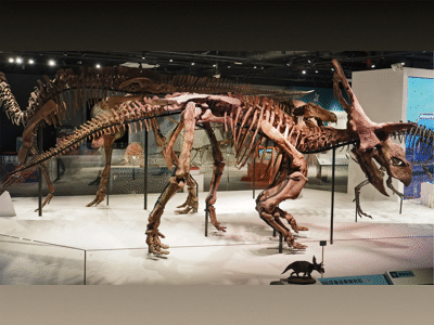 Medusaceratops-Skelett / Bild ist gemeinfrei