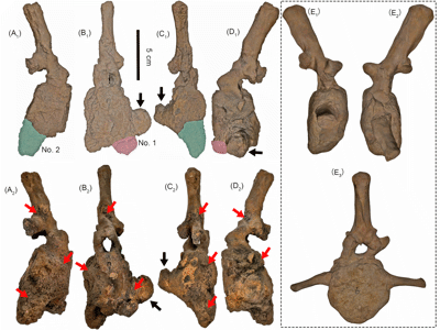 Der siebte Schwanzwirbel des Medusaceratops / Bild ist gemeinfrei