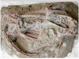 Fossil des Mei / Gao et al. Creative Commons 4.0 International (CC BY 4.0)