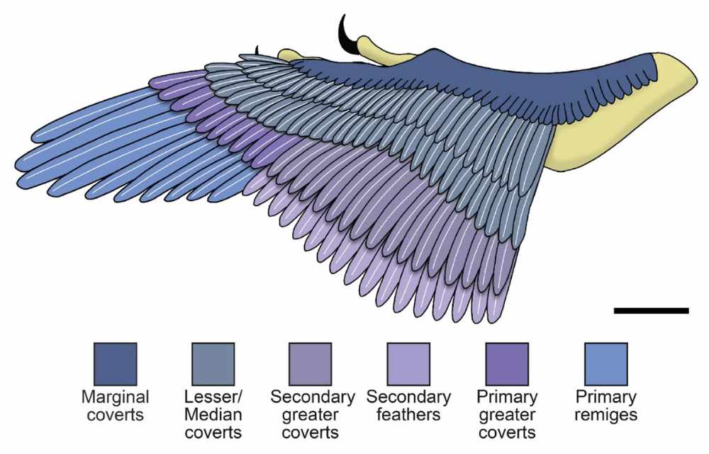 Vorderfluegelgefieder / © Grosmougin et al. Vorderfluegelgefieder / © Grosmougin et al.